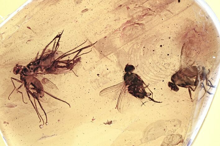 Detailed Fossil Flies (Dolichopodidae) In Baltic Amber #352805